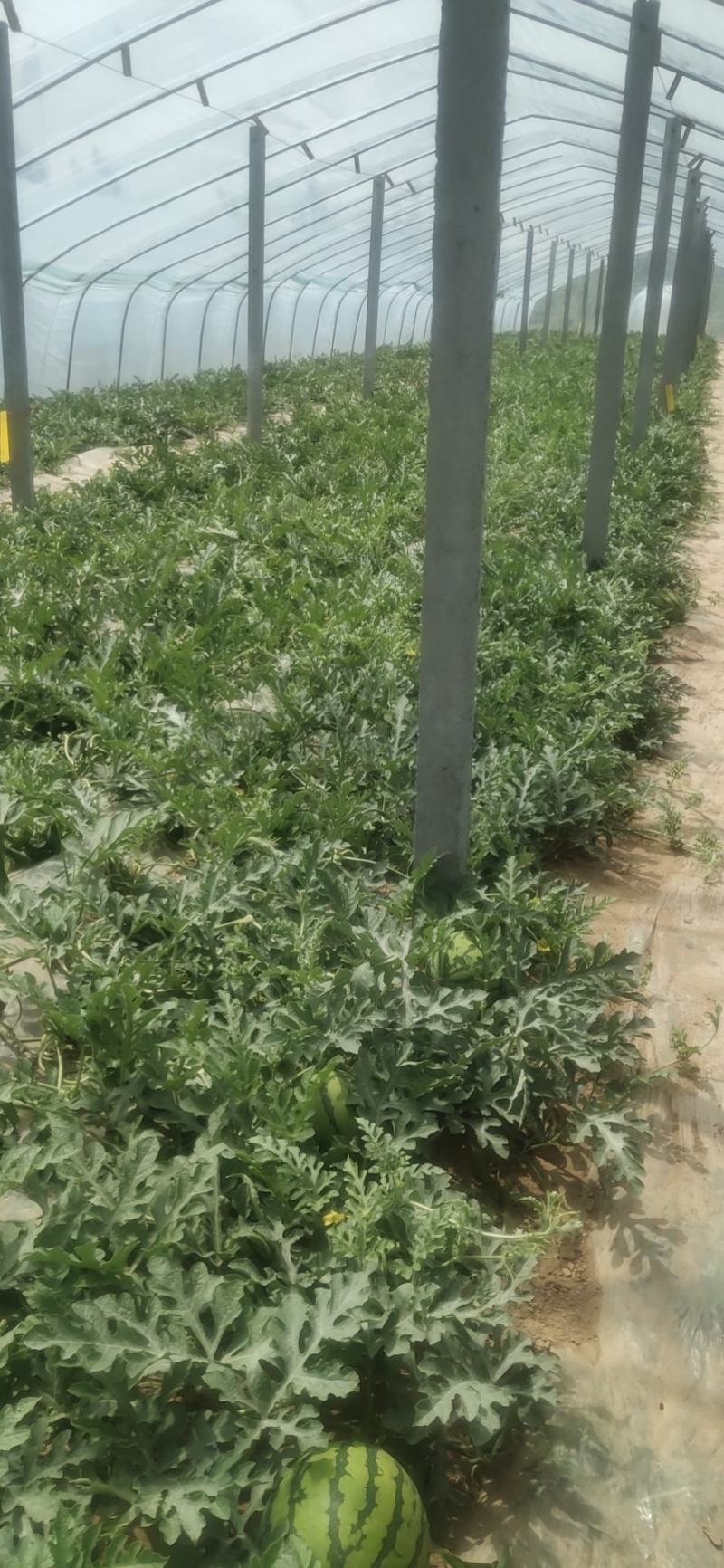 河南夏邑精品8424西瓜，保熟保质量需要的前来洽谈