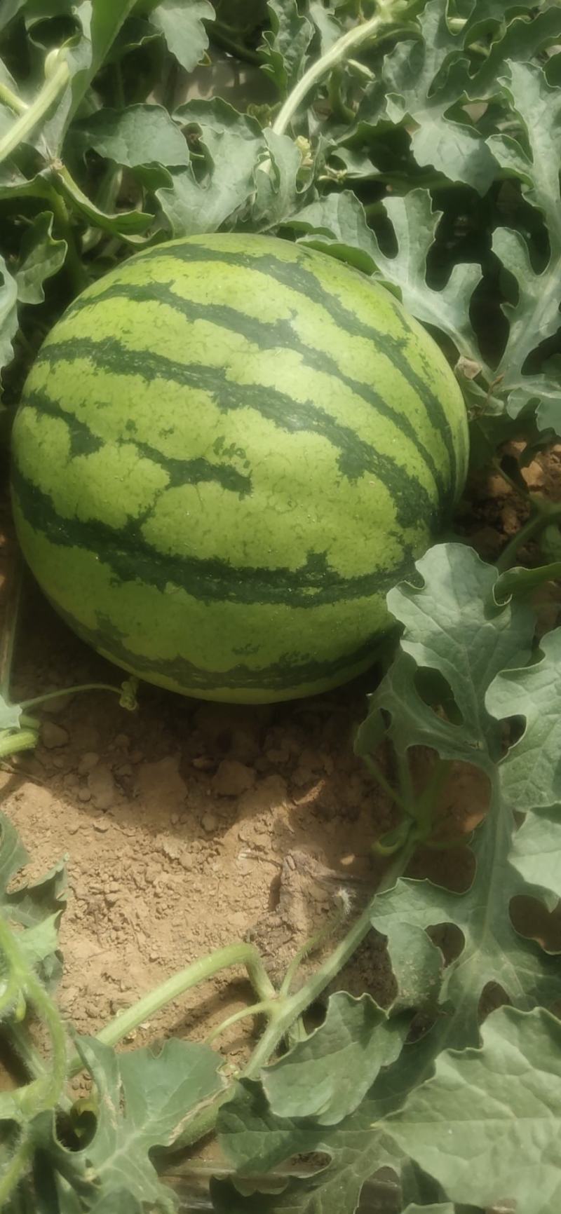 河南夏邑精品8424西瓜，保熟保质量需要的前来洽谈