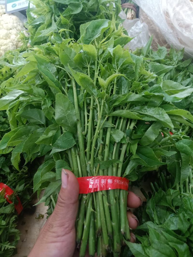 云南普洱刺五加菜_药食同源_凉拌炒吃煮吃都行