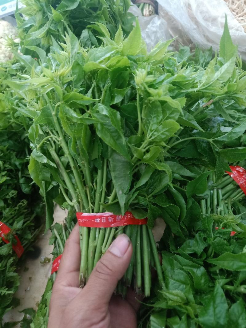云南普洱刺五加菜_药食同源_凉拌炒吃煮吃都行