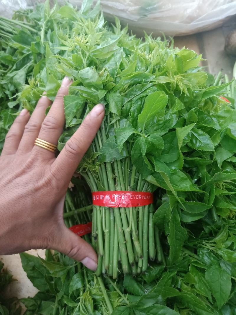 云南普洱刺五加菜_药食同源_凉拌炒吃煮吃都行