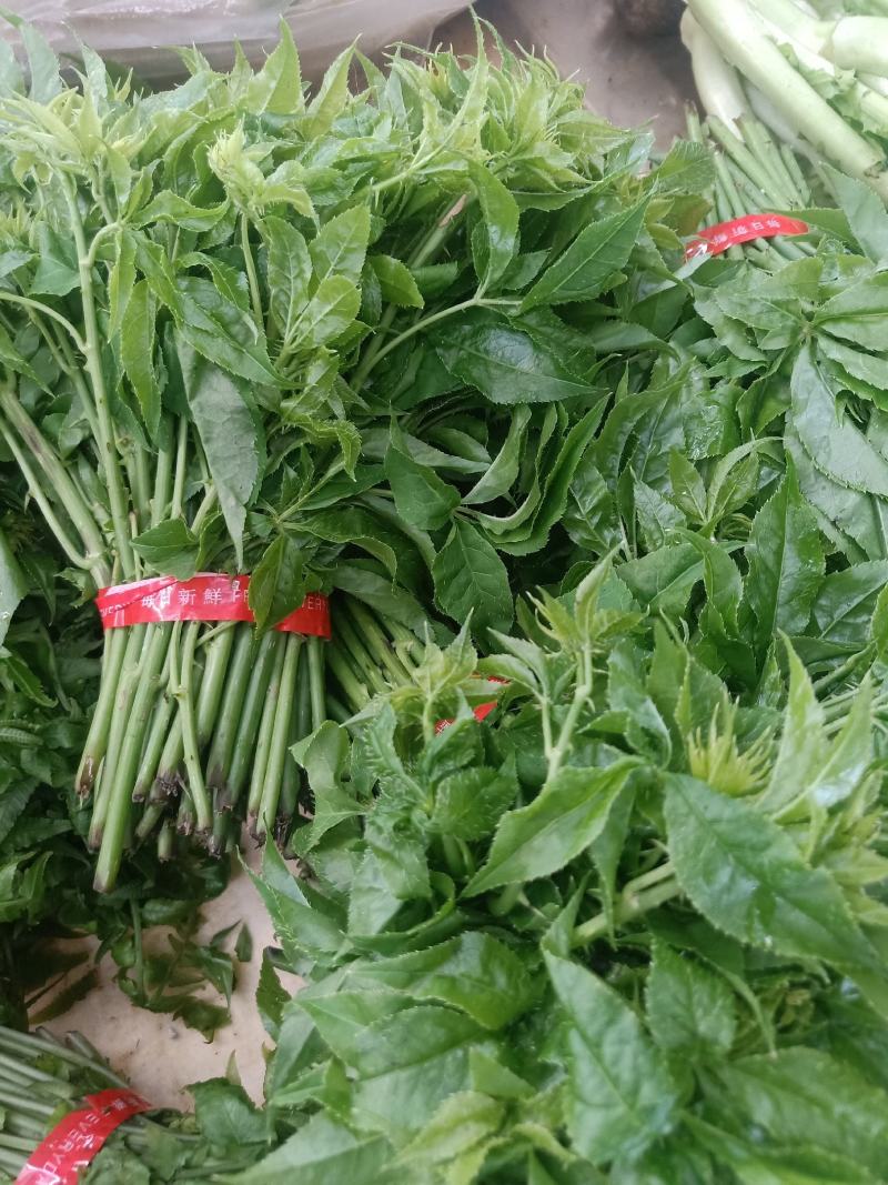 云南普洱刺五加菜_药食同源_凉拌炒吃煮吃都行