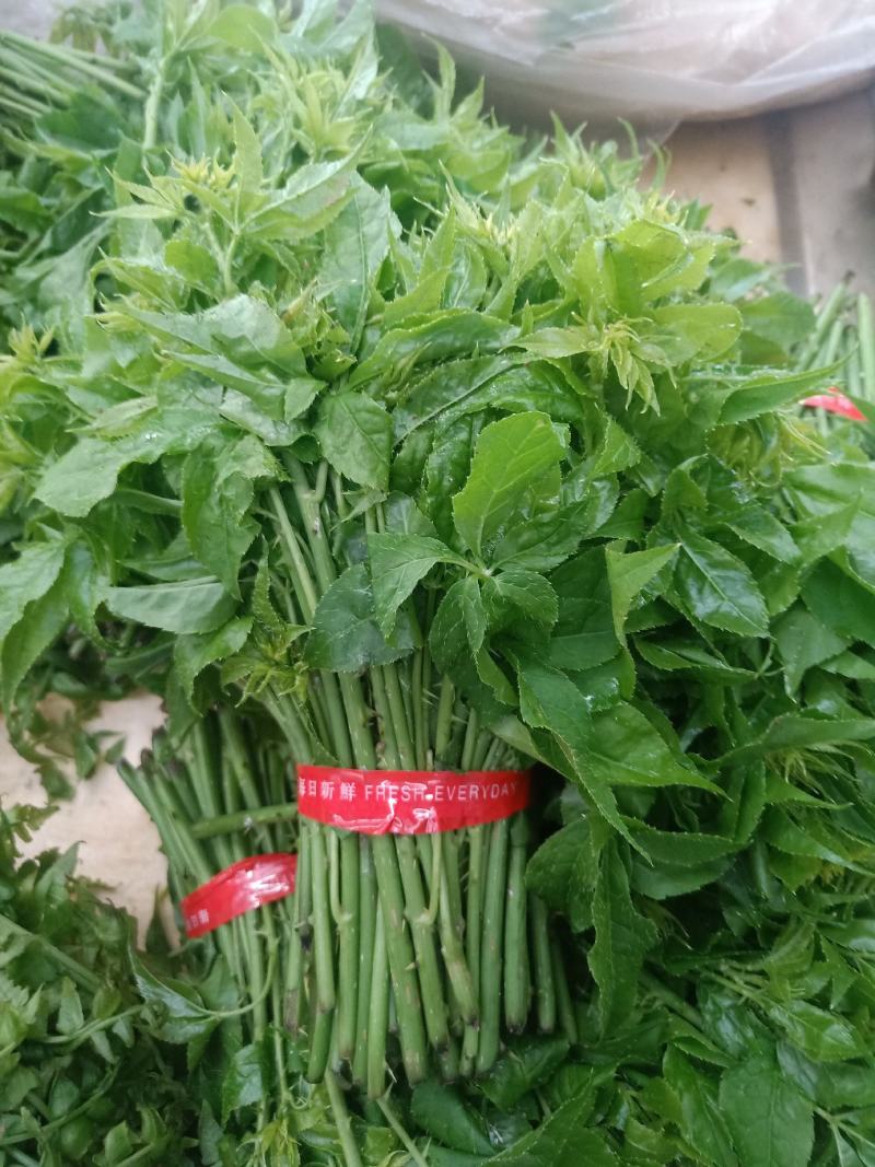 云南普洱刺五加菜_药食同源_凉拌炒吃煮吃都行