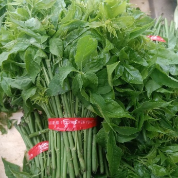 云南普洱刺五加菜_药食同源_凉拌炒吃煮吃都行
