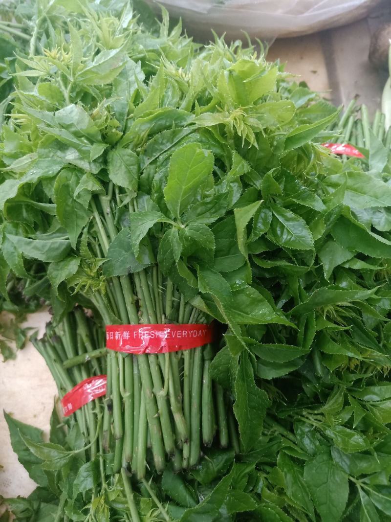 云南普洱刺五加菜_药食同源_凉拌炒吃煮吃都行