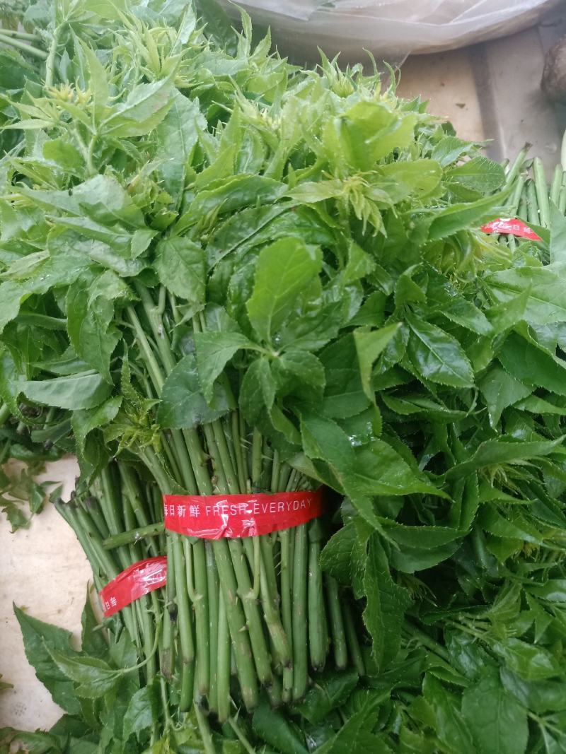 云南普洱刺五加菜_药食同源_凉拌炒吃煮吃都行