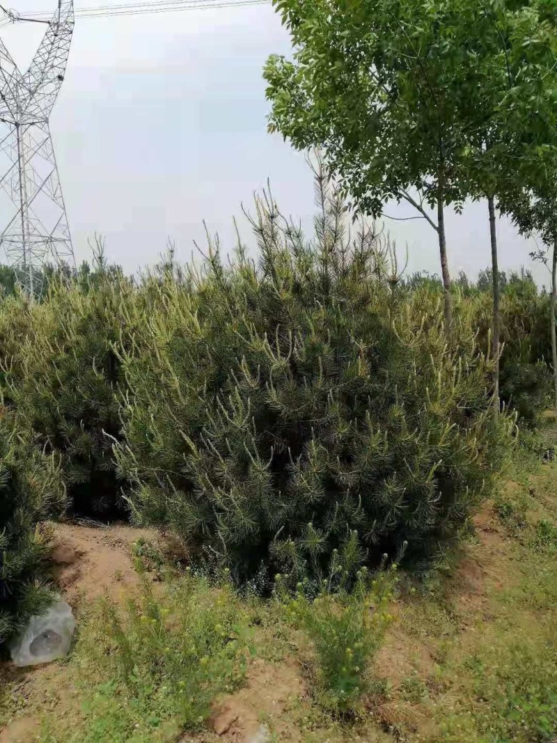 白皮松，精品白皮松树，绿化工程苗白皮松直营