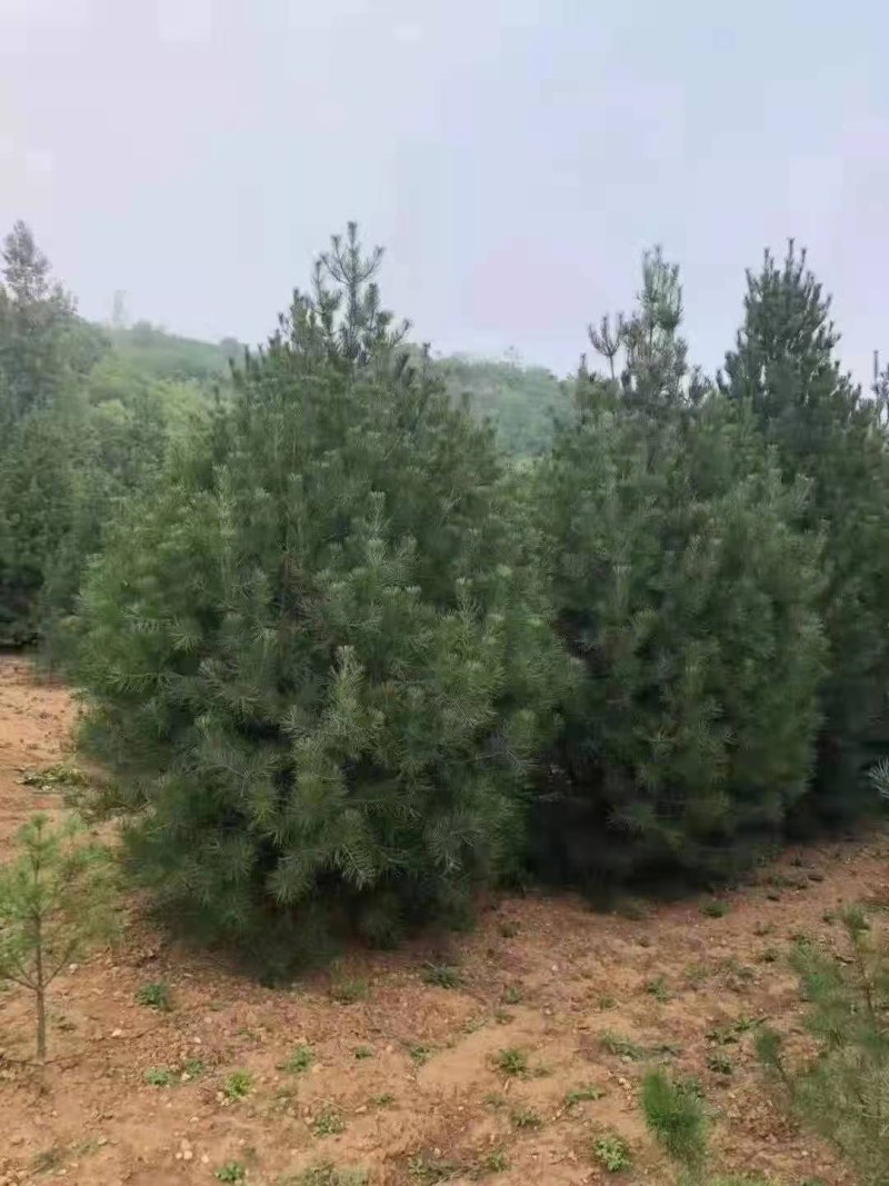 白皮松，精品白皮松树，绿化工程苗白皮松直营
