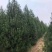白皮松，精品白皮松树，绿化工程苗白皮松直营