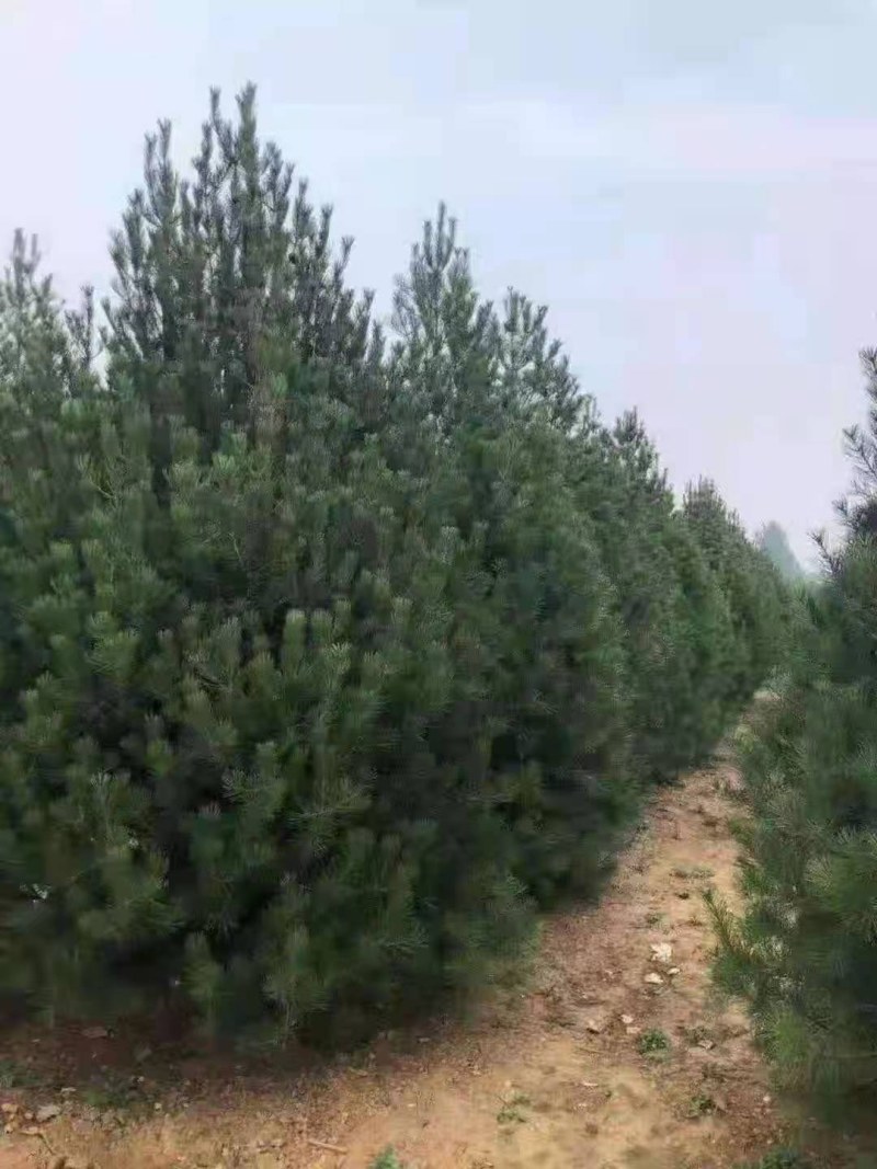 白皮松，精品白皮松树，绿化工程苗白皮松直营