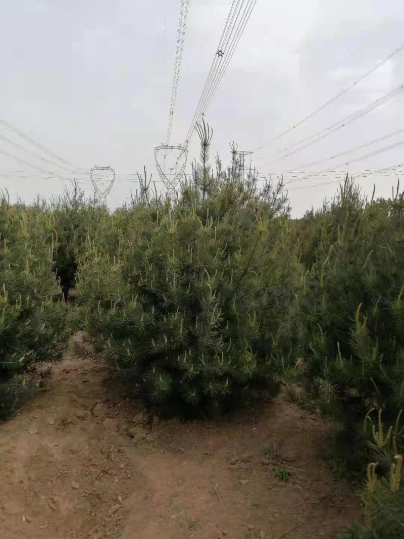 白皮松，精品白皮松树，绿化工程苗白皮松直营