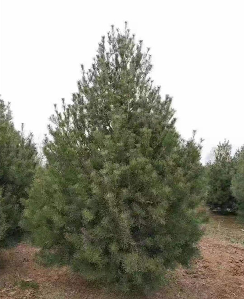 白皮松，精品白皮松树，绿化工程苗白皮松直营