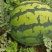 云南本地西瓜已大量上市，每天都走车，需要的老板速联系！
