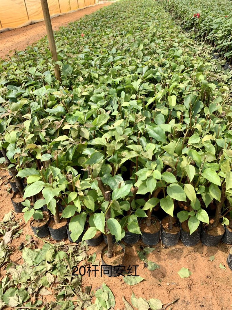 同安红（水红）三角梅规格齐全量大价优包装安全