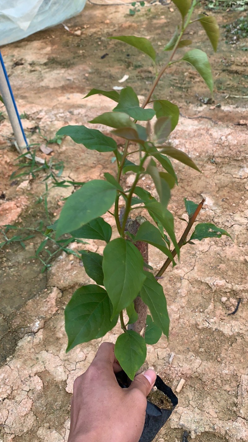 同安红（水红）三角梅规格齐全量大价优包装安全