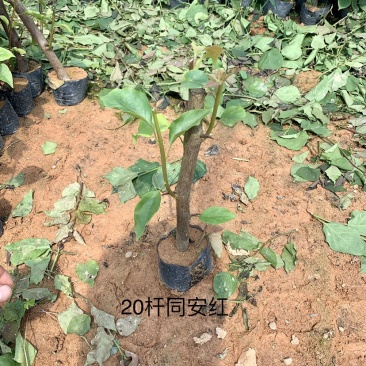 同安红(水红)三角梅规格齐全量大价优包装安全