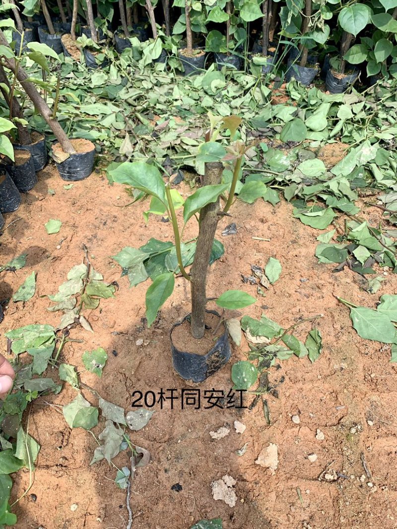 同安红（水红）三角梅规格齐全量大价优包装安全