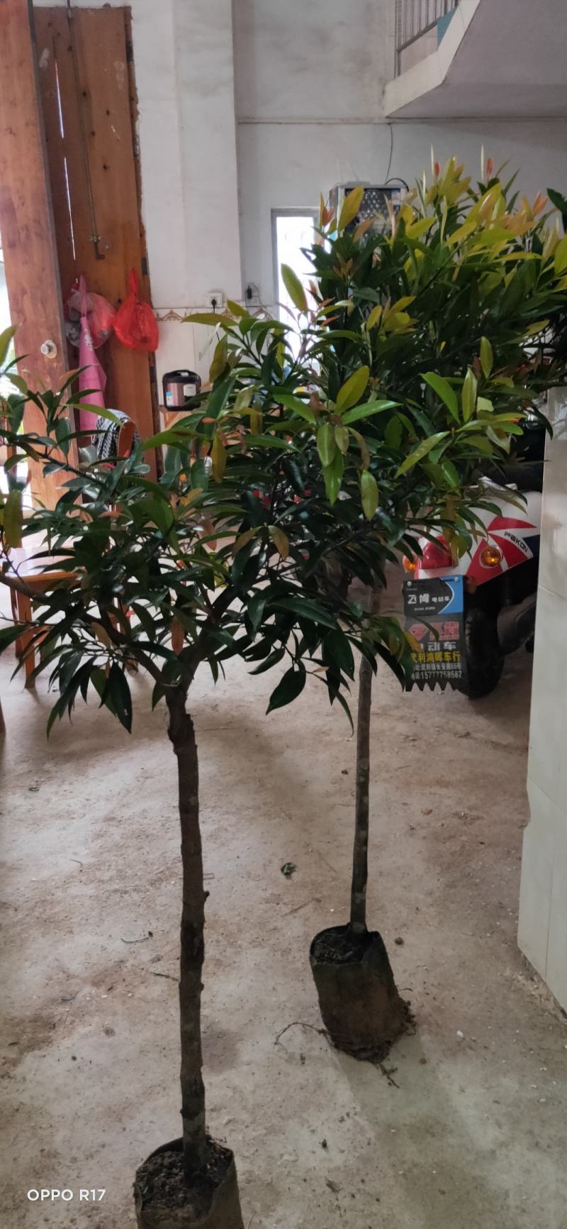 包邮靓品【广西灵山县黄金山竹苗嫁接苗】/直销产品