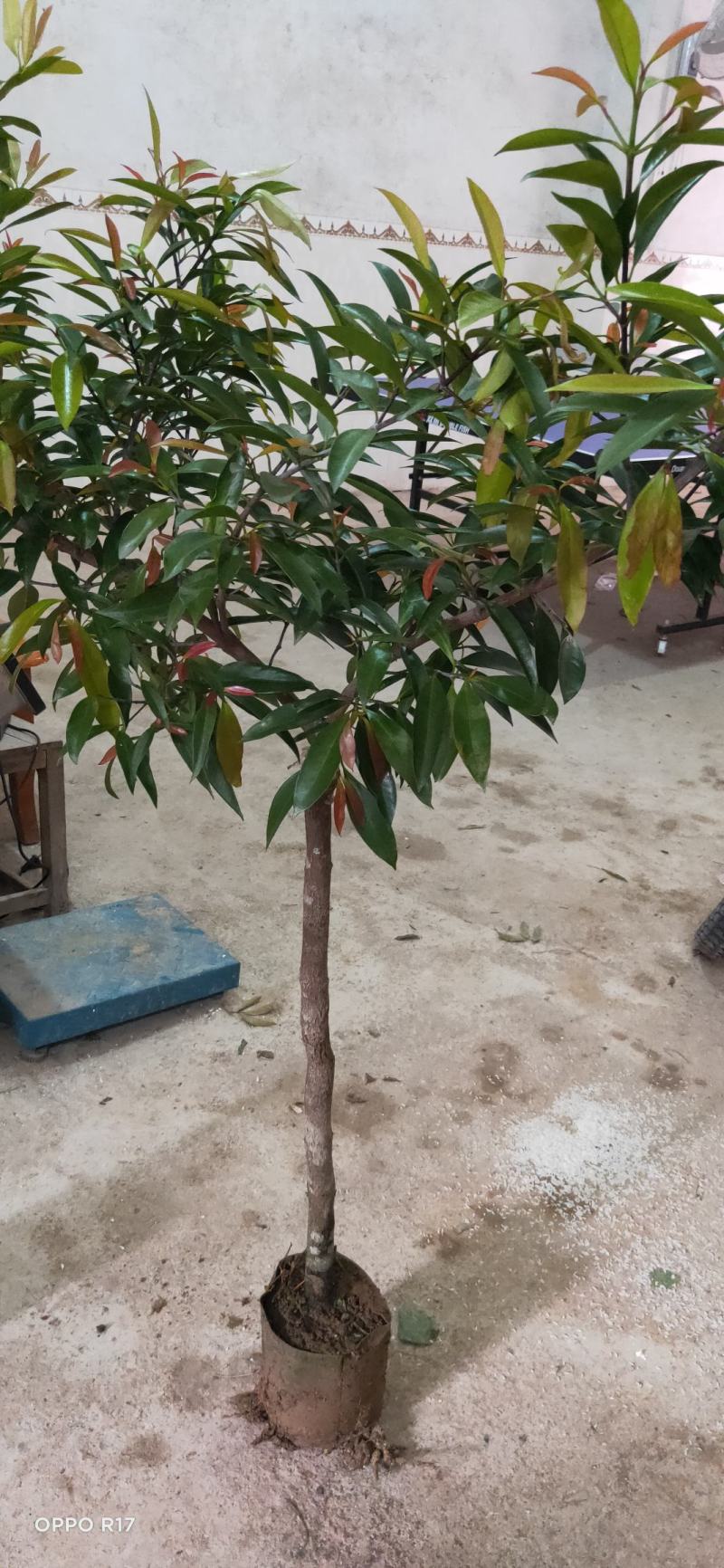 包邮靓品【广西灵山县黄金山竹苗嫁接苗】/直销产品