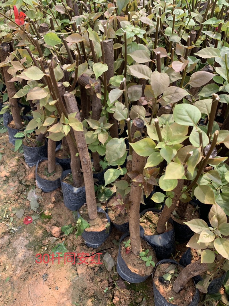 同安红（水红）三角梅规格齐全量大价优包装安全