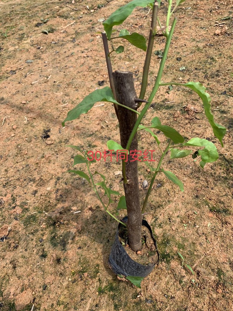 同安红（水红）三角梅规格齐全量大价优包装安全