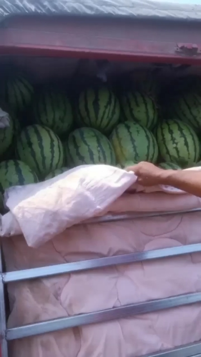 万亩大棚西瓜大量上市熟度八到十成，熟度高！甜度高。