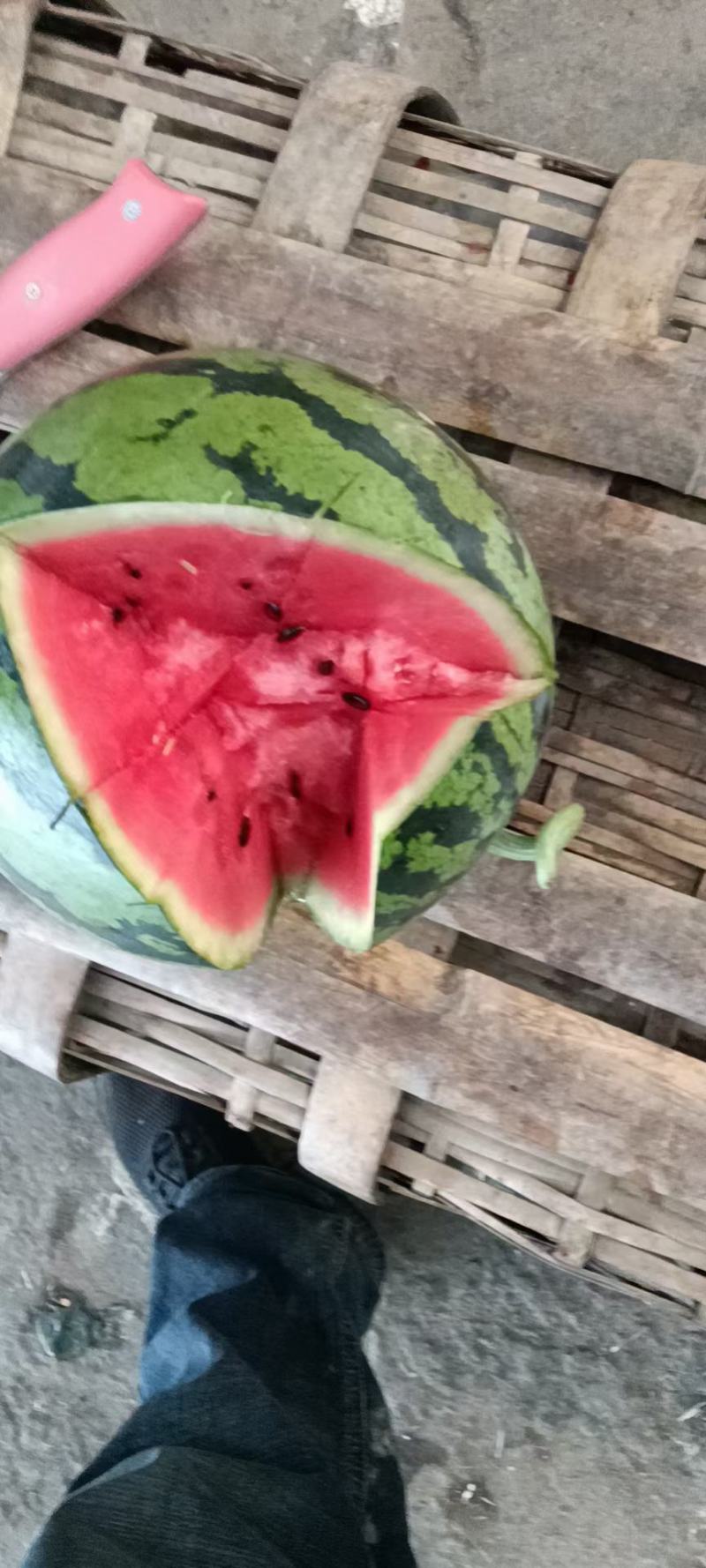 万亩大棚西瓜大量上市熟度八到十成，熟度高！甜度高。