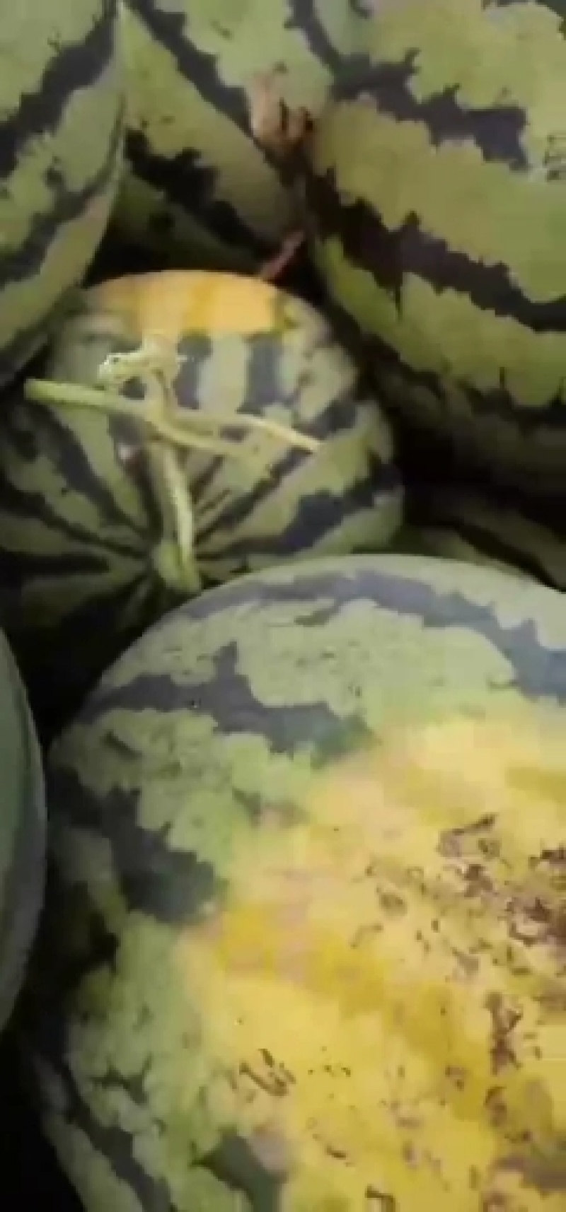 万亩大棚西瓜大量上市熟度八到十成，熟度高！甜度高。