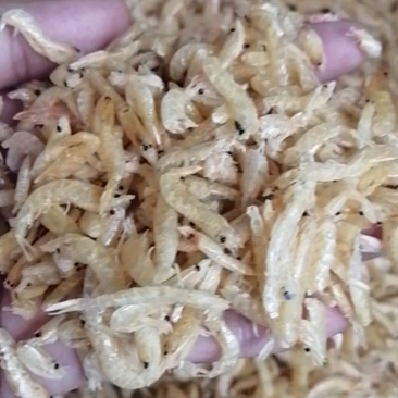 麦秆虾水晶虾小虾米干虾