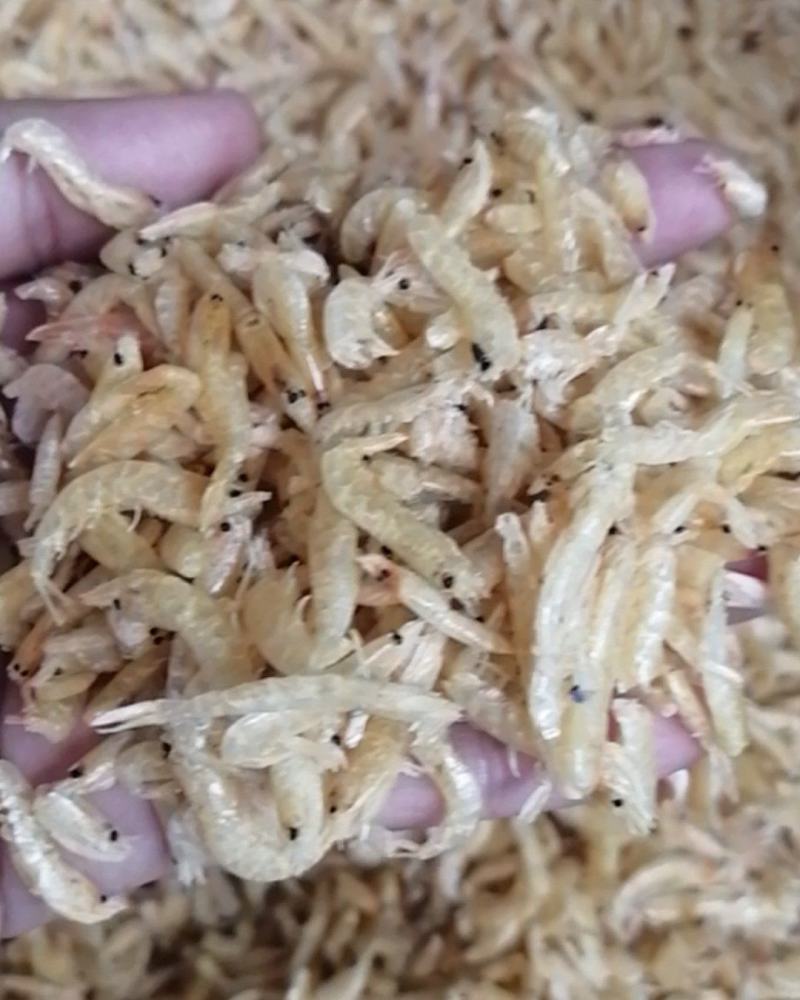 麦秆虾水晶虾小虾米干虾