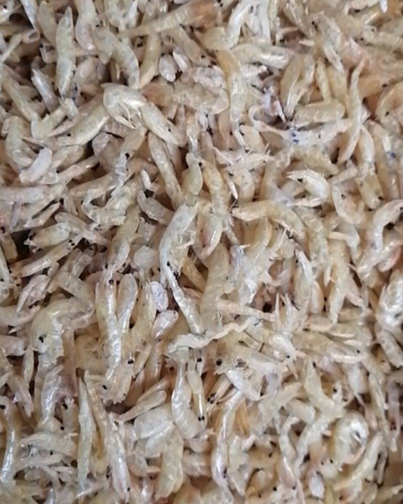麦秆虾水晶虾小虾米干虾