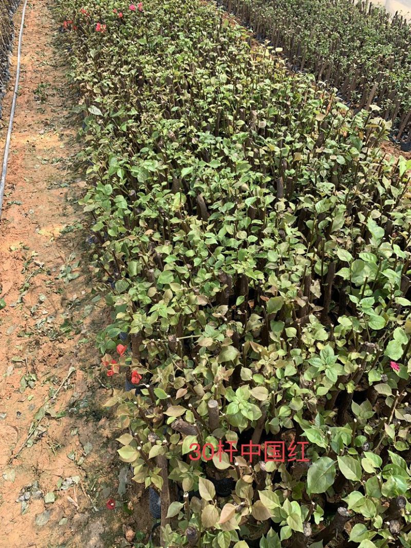 中国红三角梅基地直供三角梅价格实惠质量保证可考察