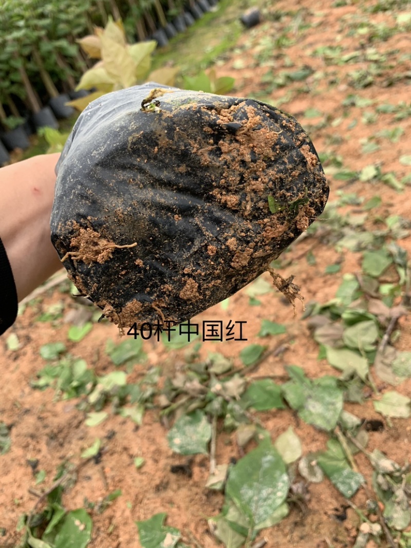 中国红三角梅基地直供三角梅价格实惠质量保证可考察