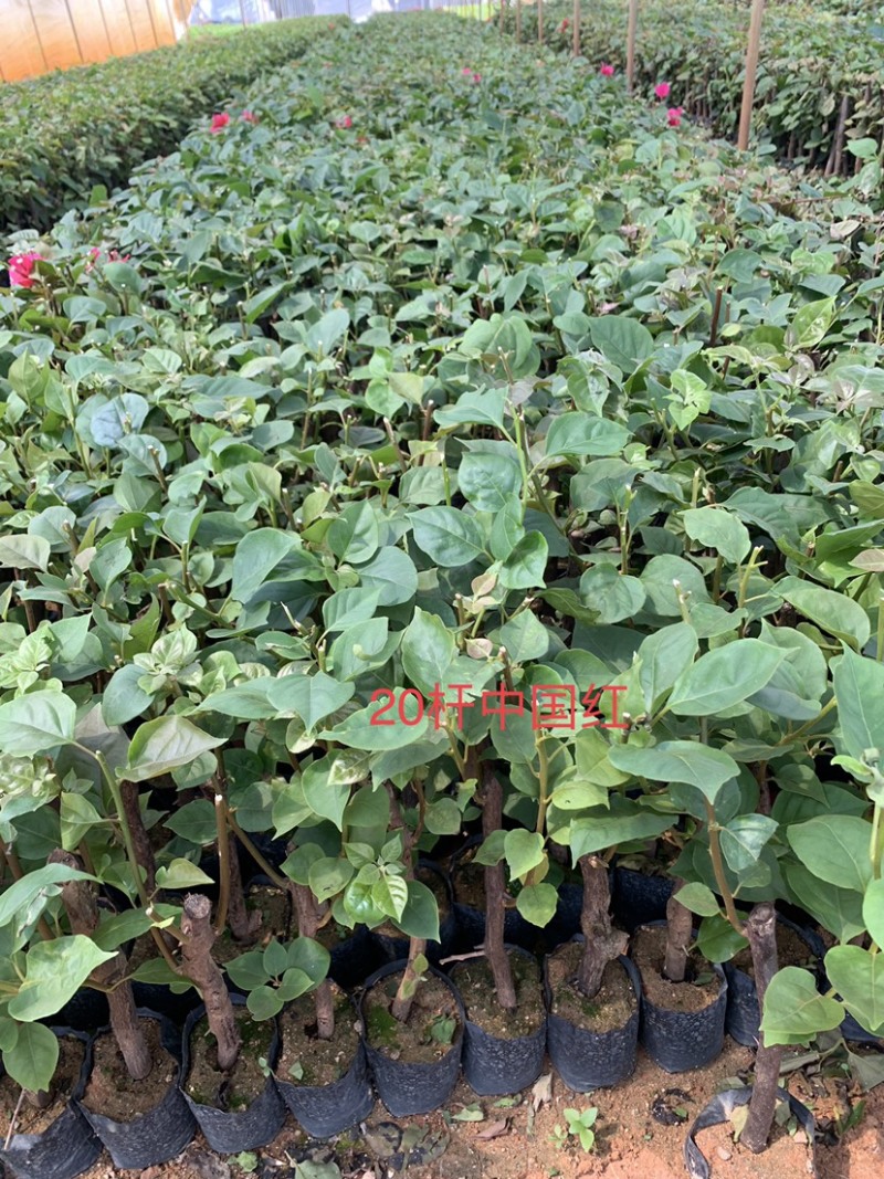中国红三角梅基地直供三角梅价格实惠质量保证可考察