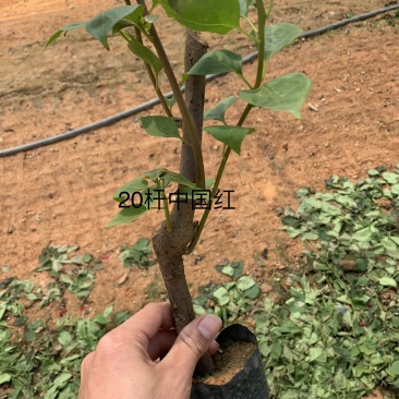 中国红三角梅基地直供三角梅价格实惠质量保证可考察