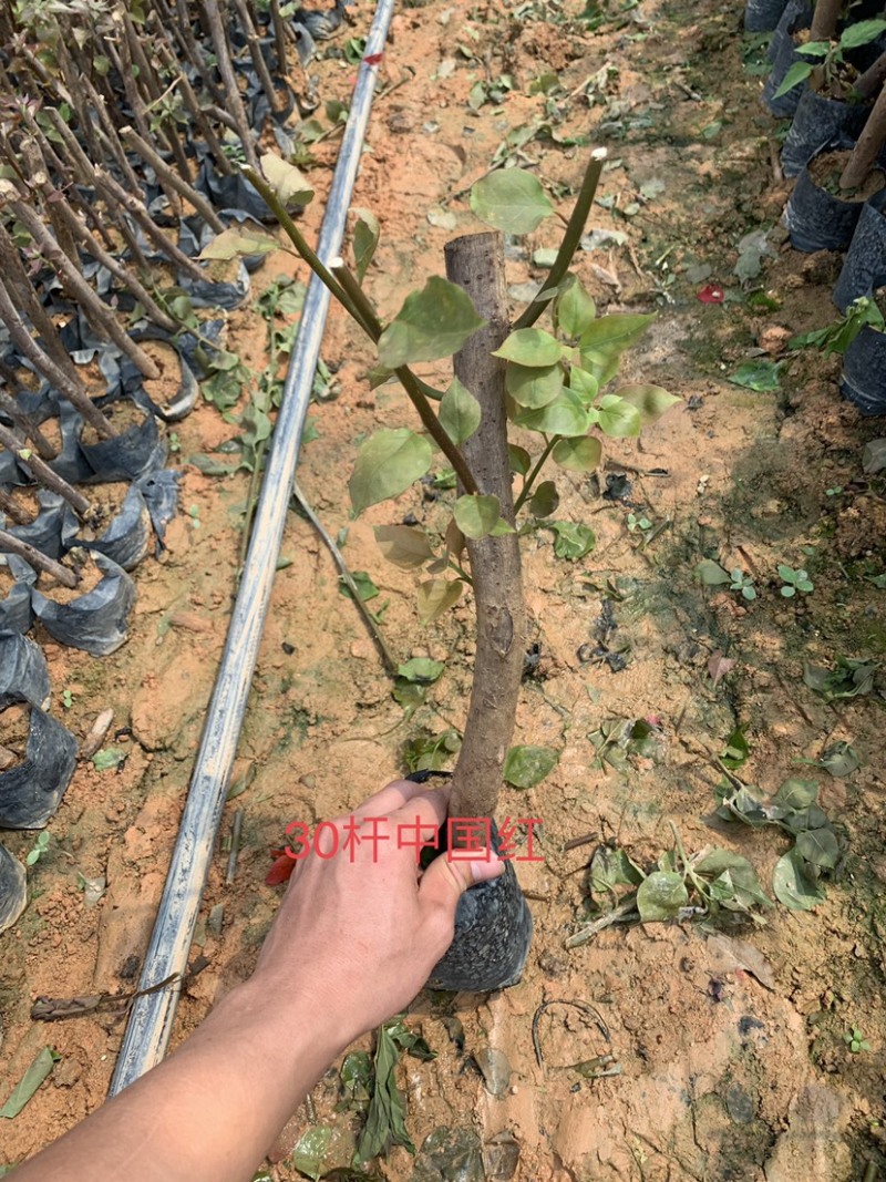中国红三角梅基地直供三角梅价格实惠质量保证可考察