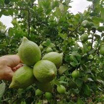 广东香水柠檬到货三千斤
