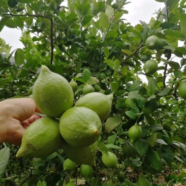 广东香水柠檬到货三千斤