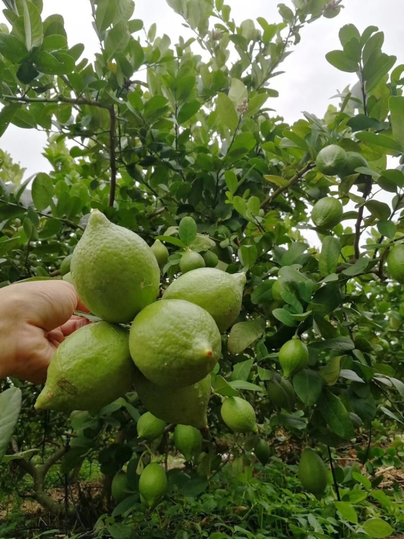 广东香水柠檬到货三千斤