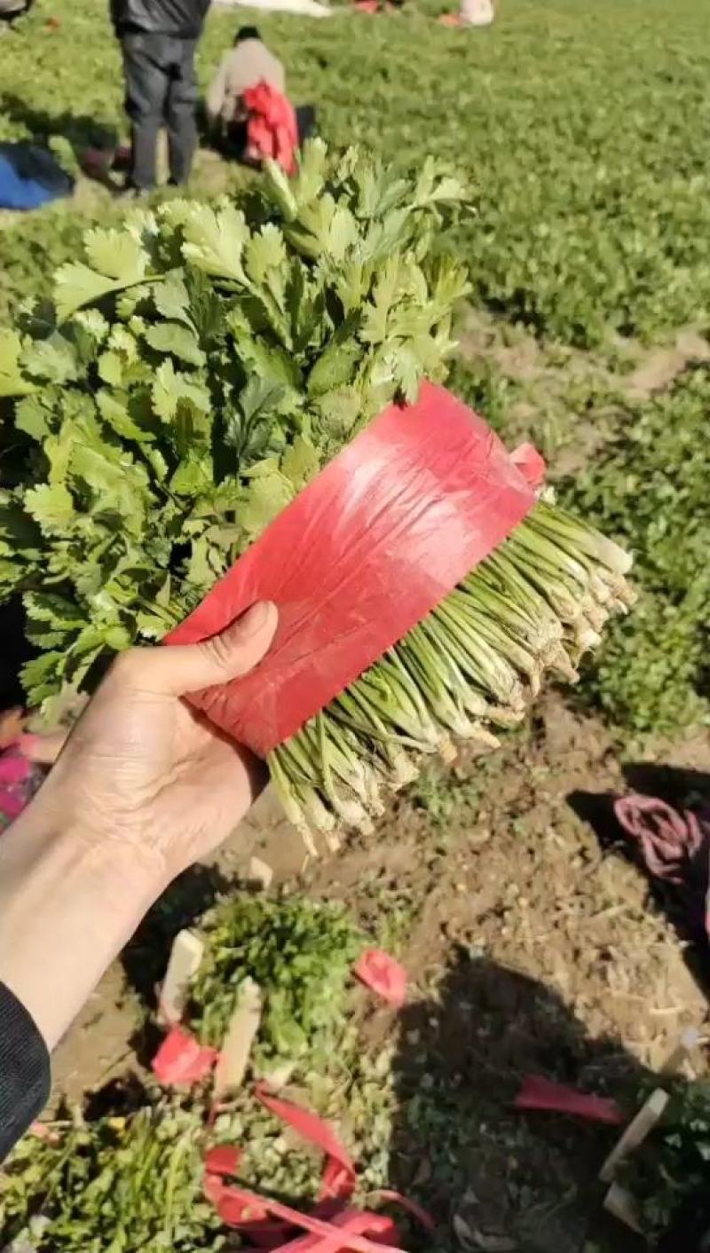 河南大棚大叶香菜，种植示范基地，精挑细选，全国代发