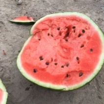山东菏泽8424西瓜大量上市中