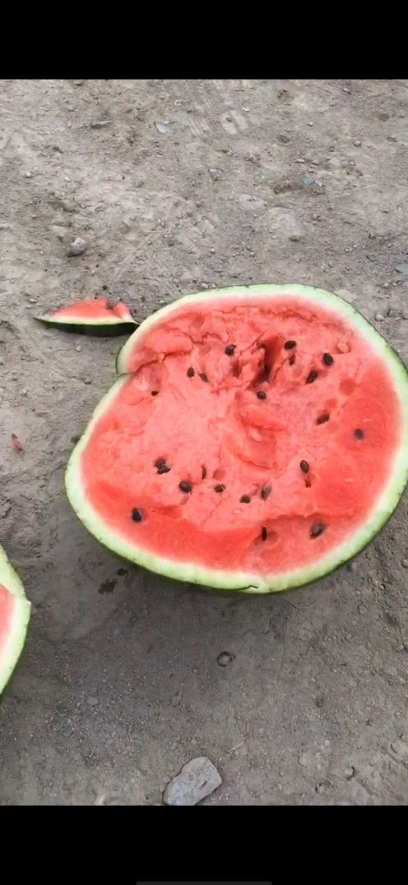 山东菏泽8424西瓜大量上市中