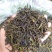 土山茶金牡丹茶诏安富硒八仙茶潮汕惠来土山茶福建高山茶