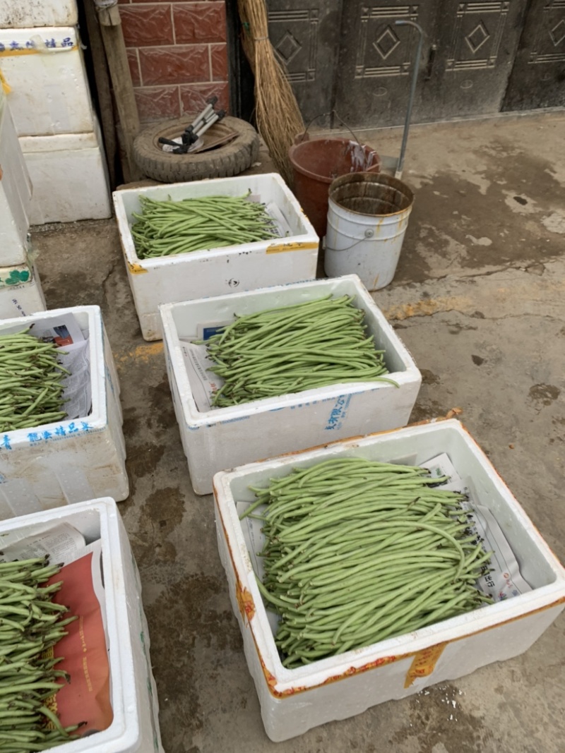 新苗甜豆角上市，欢迎老板下订采购！