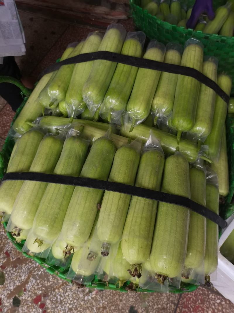 白玉丝瓜奶油丝瓜肉丝瓜上市质量杠杠的
