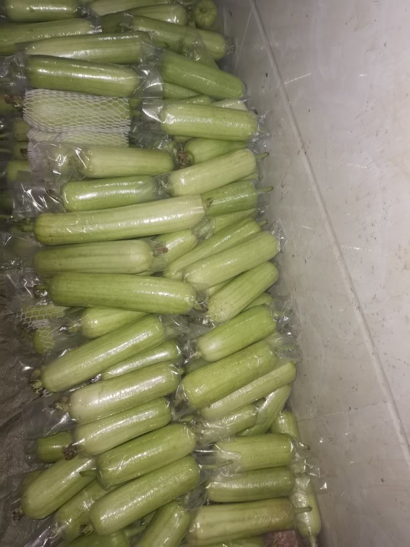 白玉丝瓜奶油丝瓜肉丝瓜上市质量杠杠的