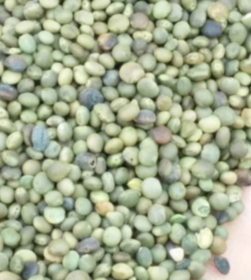 乌拉尔红皮甘草种子