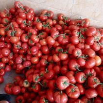 大红西红柿，西红柿大量上市，精品石头番茄
