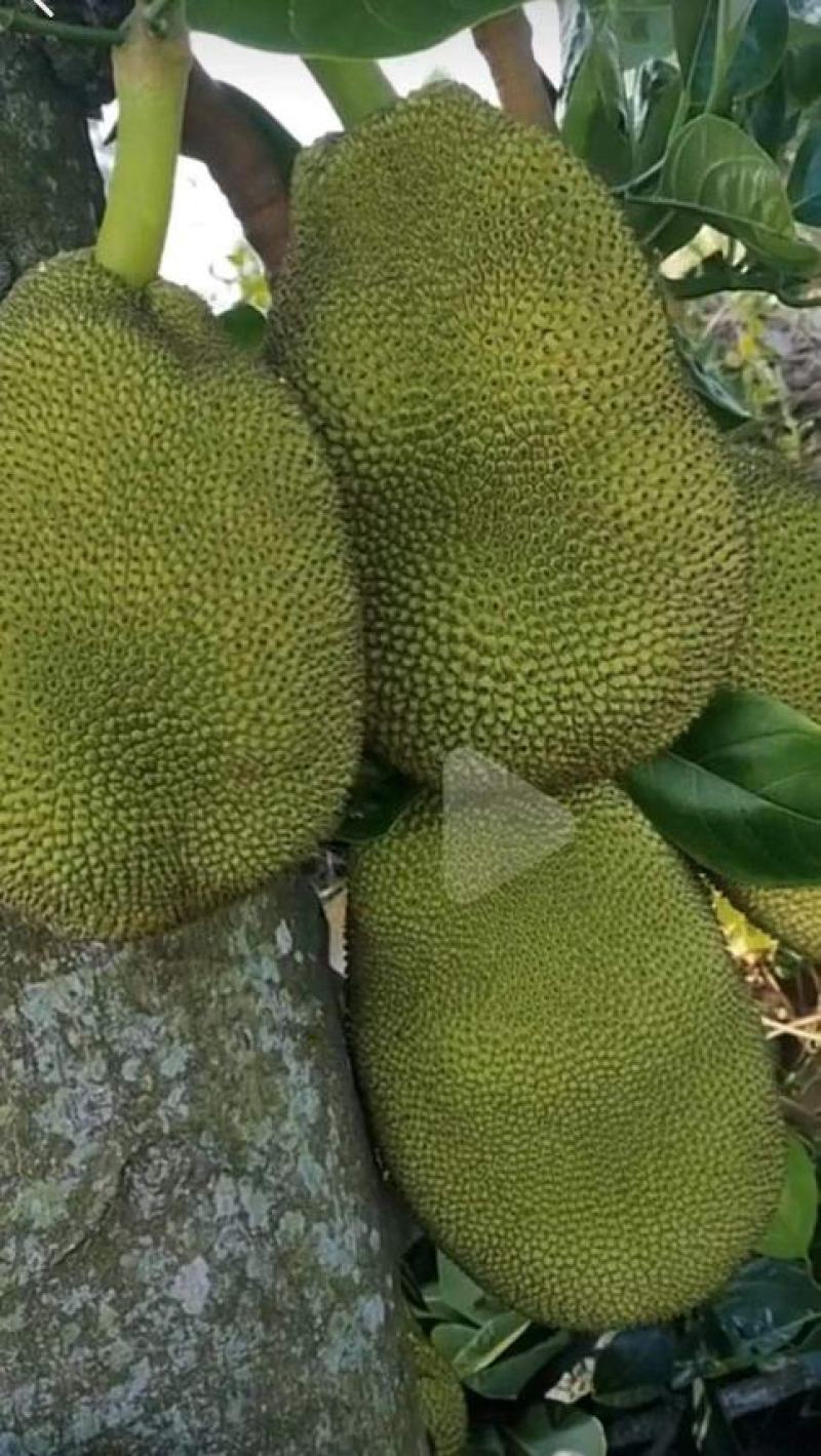 高州正品起接珍珠菠萝蜜苗