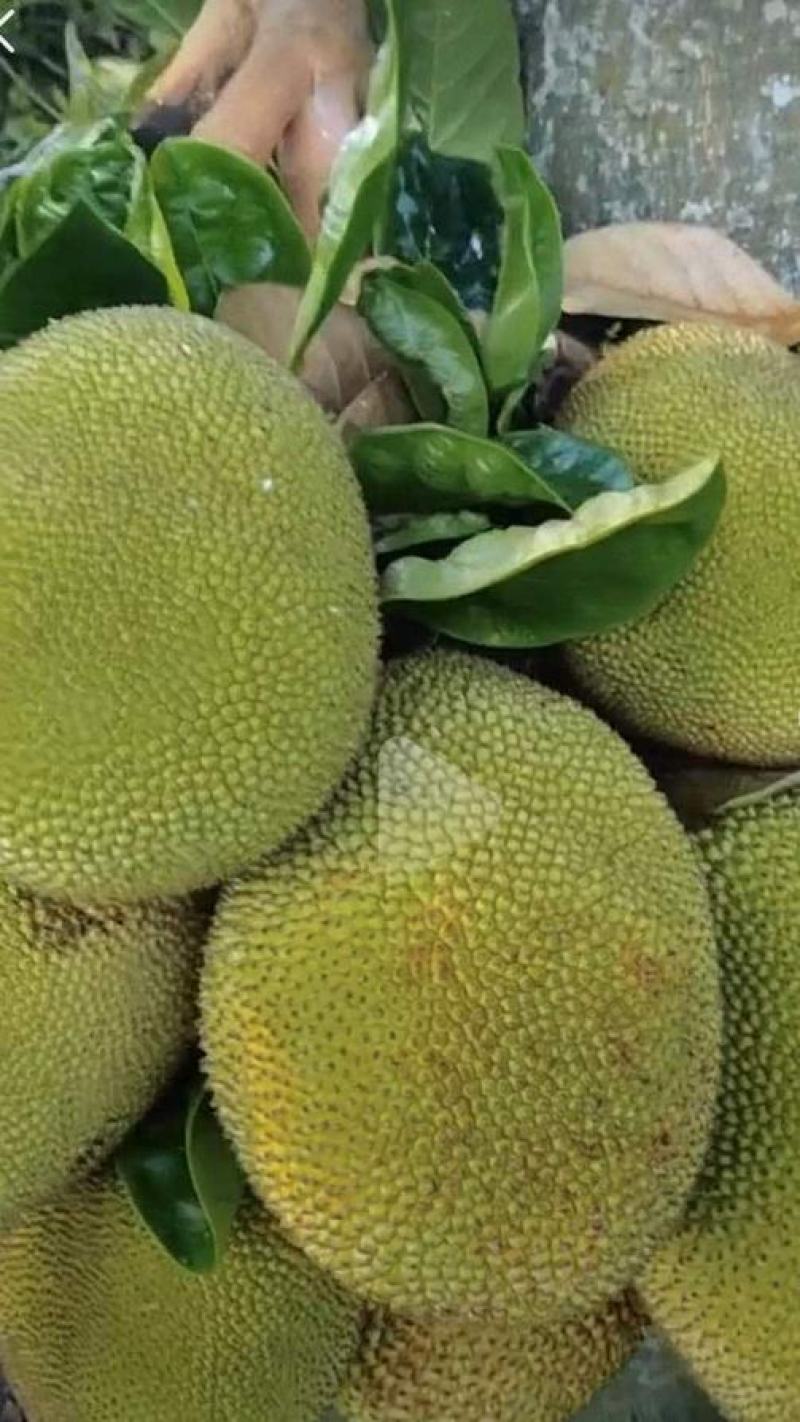 高州正品起接珍珠菠萝蜜苗